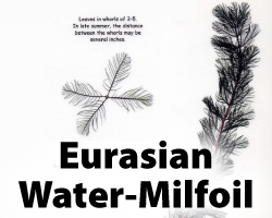 Eurasian Watermilfoil