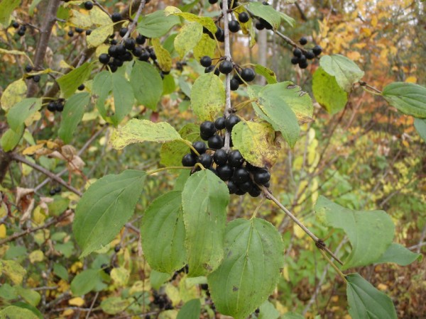 Buckthorn_berries_in_autumn.jpg