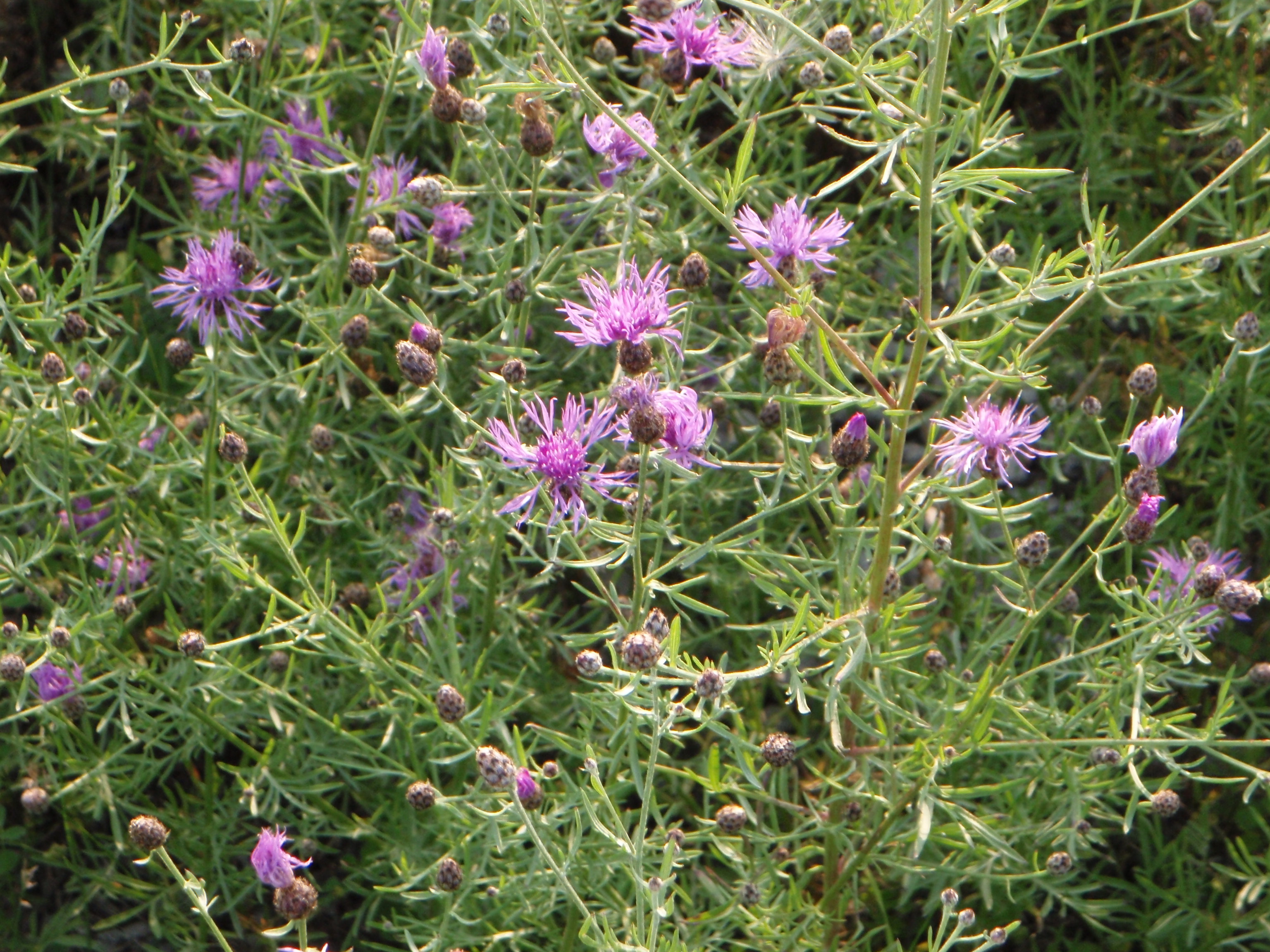 Spotted Knapweed.JPG
