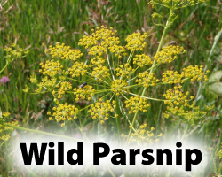 WildParsnip.png
