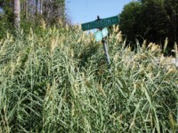 Phragmites_in_summer.jpg