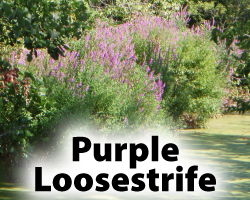 Purple Loosestrife