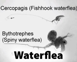 Waterflea