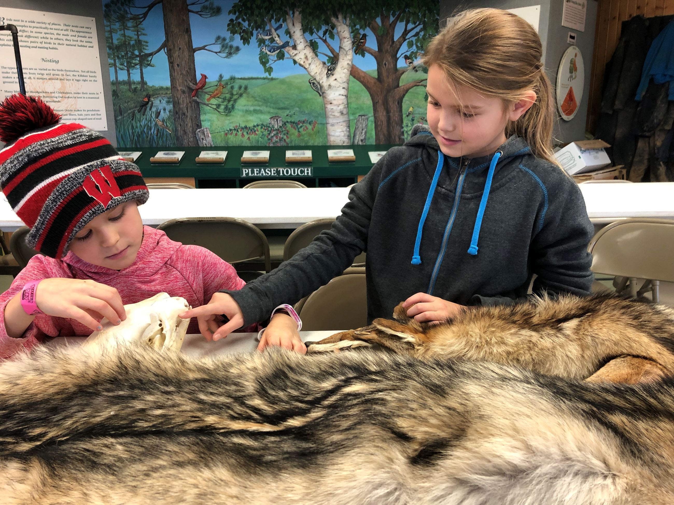 Two girls are looking at a wolf skull and pelt.