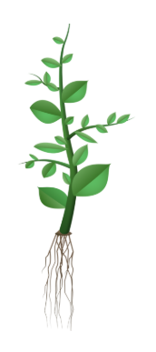 illustration of green plant with leaves showing the brown root
