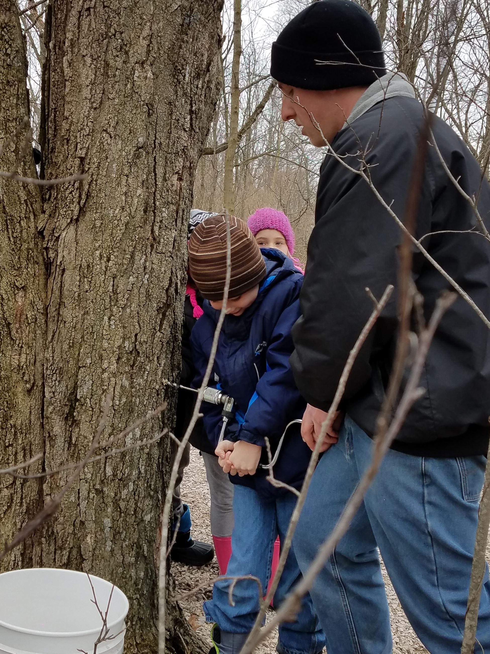 A man helping a boy to put a hole in a maple tree using a hand drill 