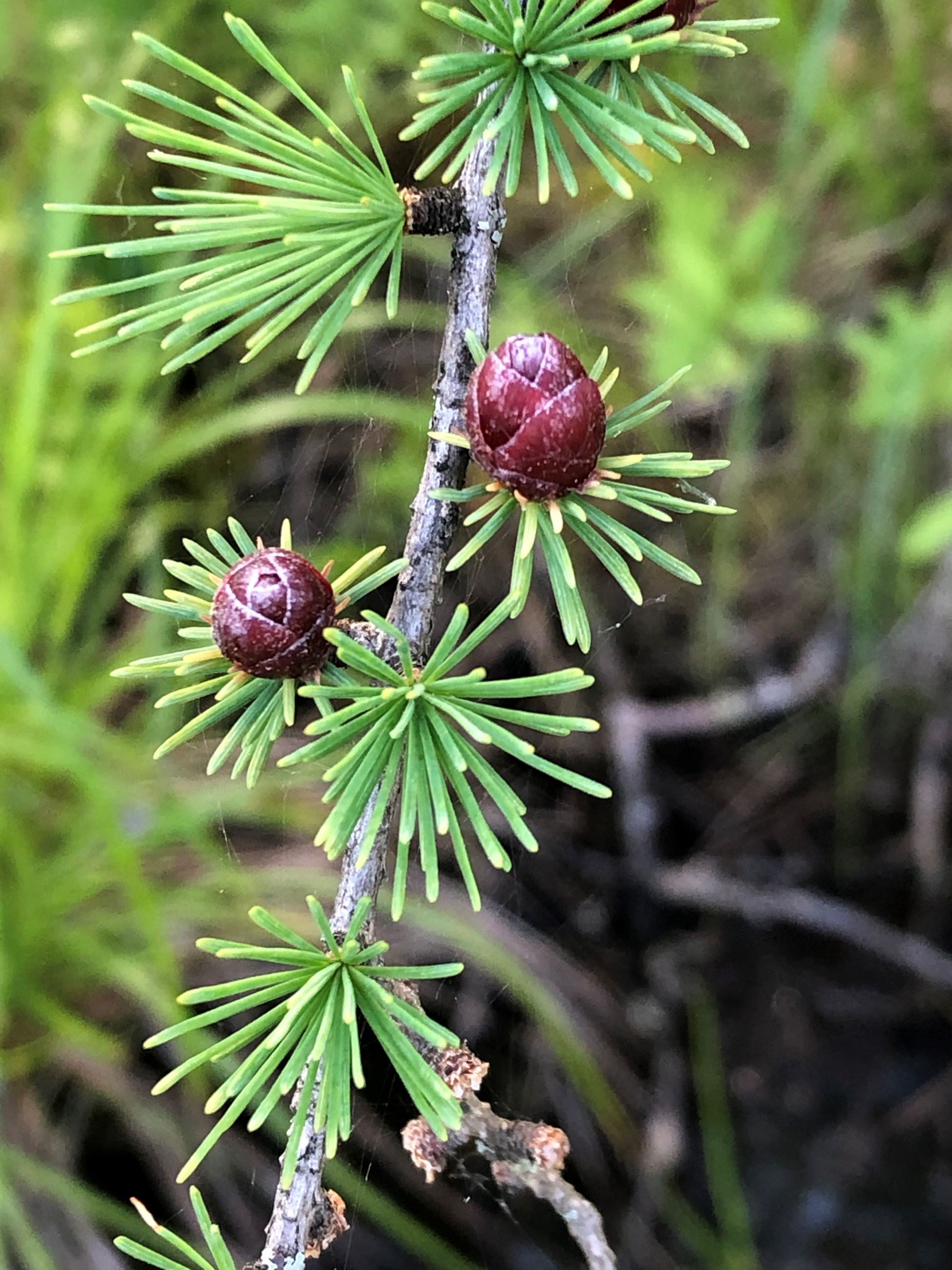 The twig from a Tamarack. It has green needles and red buds.